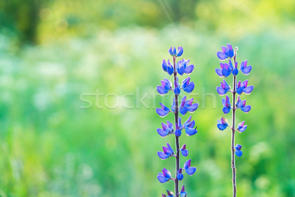 Violet lupine flowers Stock photo © neirfy