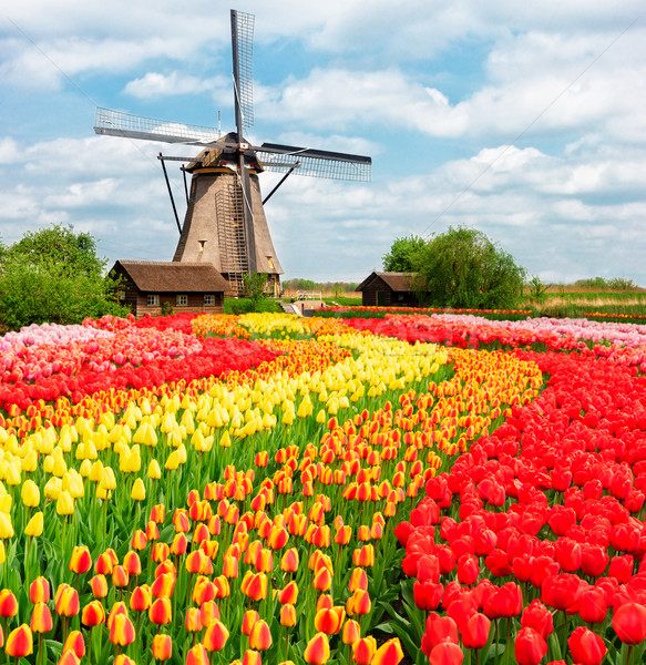 Holenderski wiatr tradycyjny dekoracje jeden typowy Zdjęcia stock © neirfy