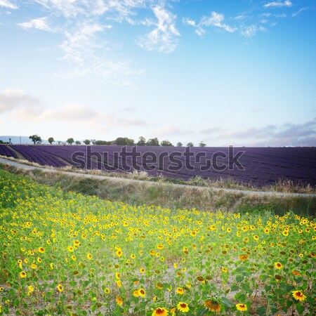 ストックフォト: ヒマワリ · ラベンダー畑 · ラベンダー · 花 · 夏 · フィールド