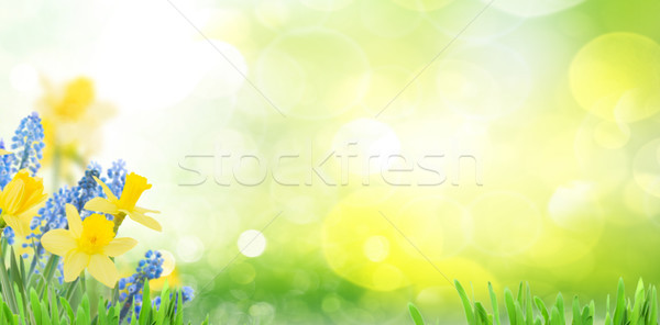 Foto stock: Primavera · narcisos · verde · jardim · bandeira · cópia · espaço