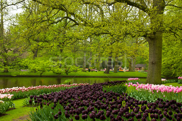 Wiosną ogród Holland kolorowy trawnik czarny Zdjęcia stock © neirfy