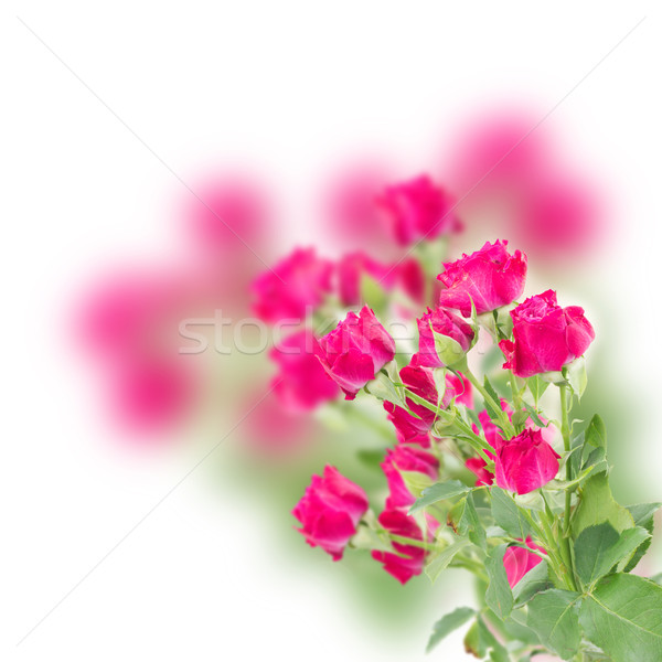 branch of  fresh mauve roses Stock photo © neirfy