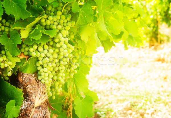 growing white grape Stock photo © neirfy