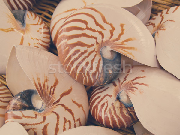 nautilius shells close up Stock photo © neirfy