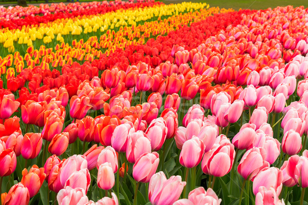 Stockfoto: Tulp · bloemen · roze · Rood · oranje