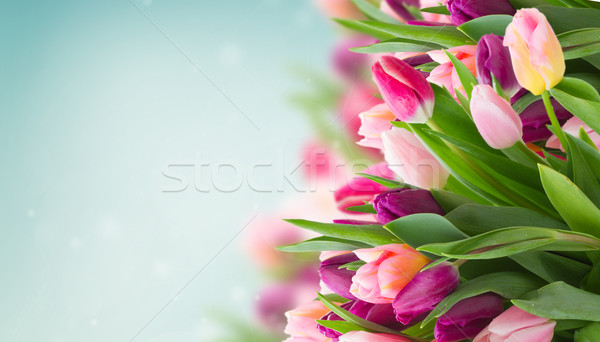 Zdjęcia stock: Różowy · tulipany · Błękitne · niebo · banner · kwiat
