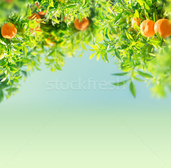 Mandarin fa kert ágak copy space kék ég Stock fotó © neirfy