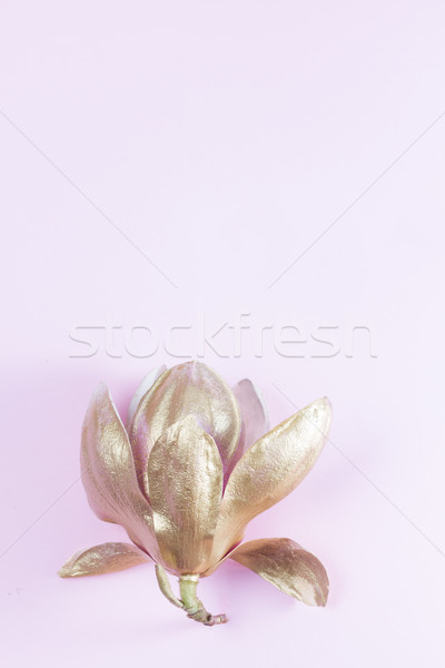 Magnolia Flowers on pink Stock photo © neirfy