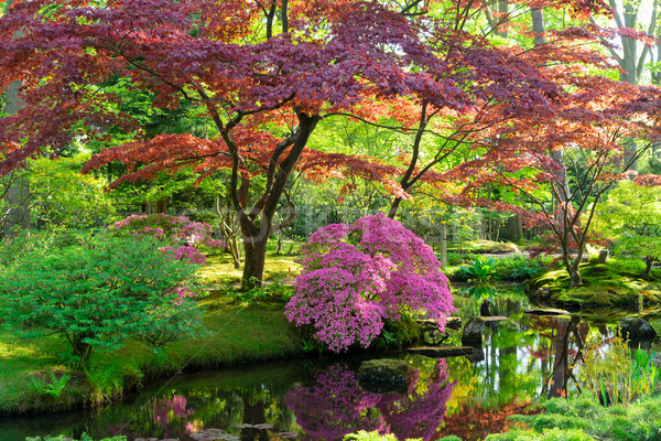 japanese garden in The Hague Stock photo © neirfy