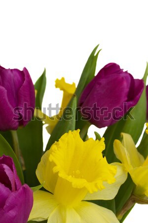 春天的花朵 花束 鬱金香 水仙 孤立 白 商業照片 © neirfy
