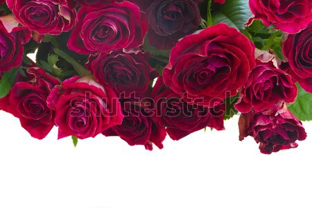 border of  fresh mauve roses Stock photo © neirfy