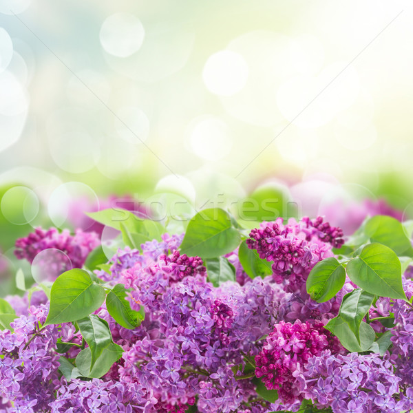 Bush of Lilac Stock photo © neirfy