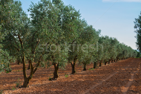 Olive tree rows, France Stock photo © neirfy