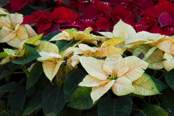 Poinsetia flowers Stock photo © neirfy