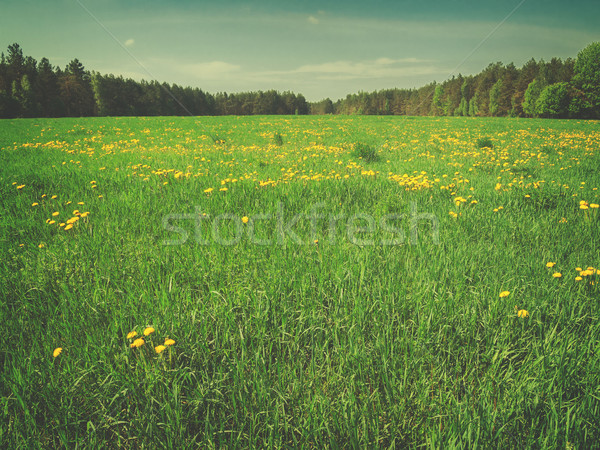 Sumer filed with green grass Stock photo © neirfy