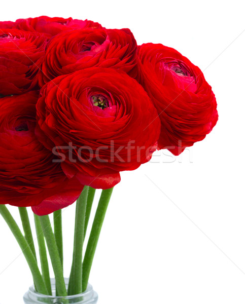 red ranunculus flowers Stock photo © neirfy