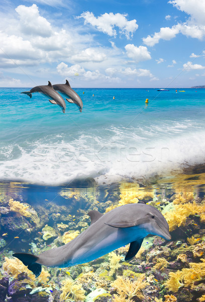Tengeri kilátás delfinek türkiz tenger vízalatti élet Stock fotó © neirfy