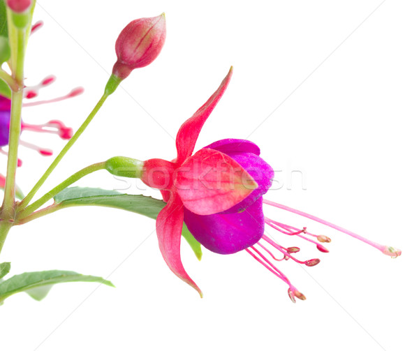 Fuchsia flower on white Stock photo © neirfy