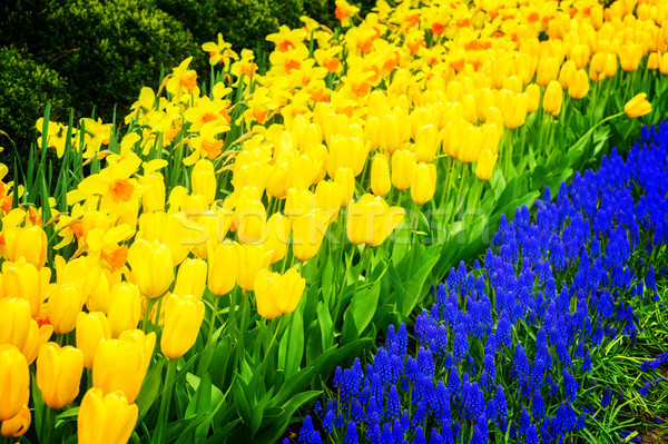 [[stock_photo]]: Jonquilles · fraîches · jaune · printemps · croissant · floraison