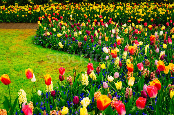 Formal spring garden Stock photo © neirfy