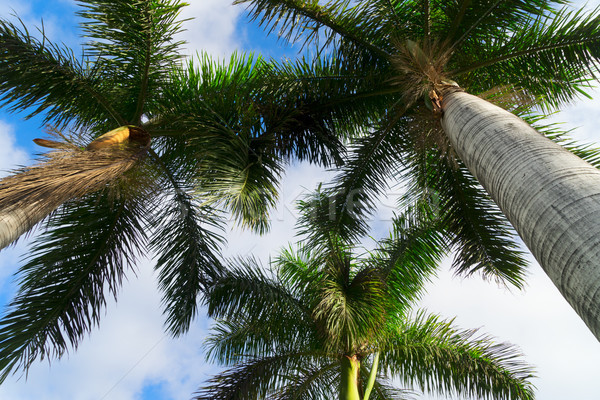 Palmas in blue sky Stock photo © neirfy