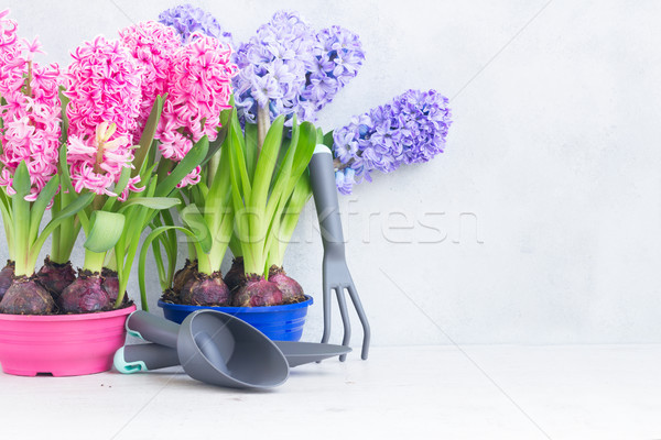 Foto stock: Jardinagem · jacinto · fresco · flores · cópia · espaço · luz