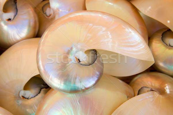  prehistoric nautilus shell Stock photo © neirfy