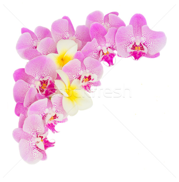 pile  of tropical flowers Stock photo © neirfy