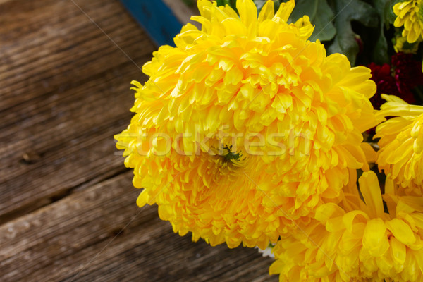 Bunch of mum flowers Stock photo © neirfy