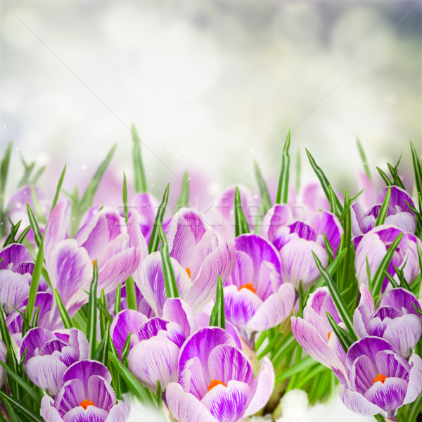 Foto stock: Primavera · flores · creciente · tormenta · cielo
