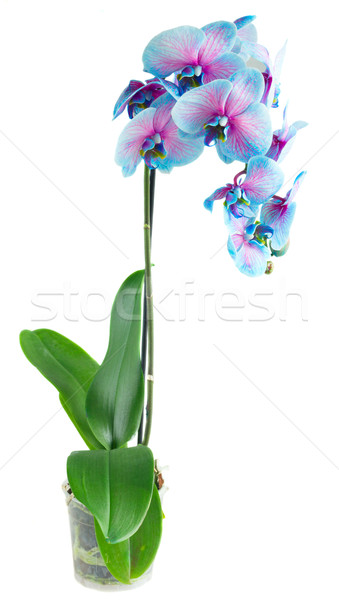 stem of blue orchids Stock photo © neirfy