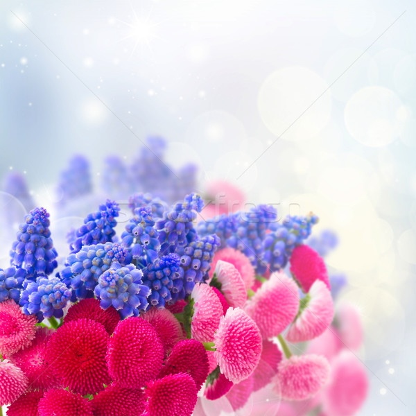 Muscari and Daisy Flowers Stock photo © neirfy