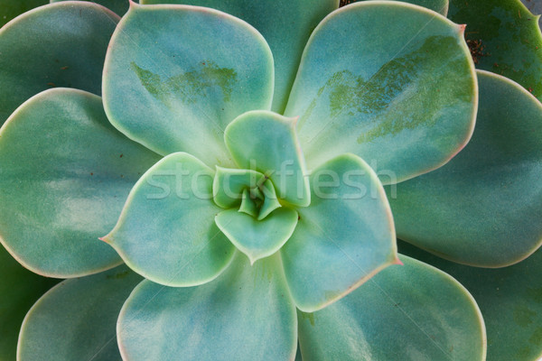 Etli beyaz bir taze yeşil bitki Stok fotoğraf © neirfy