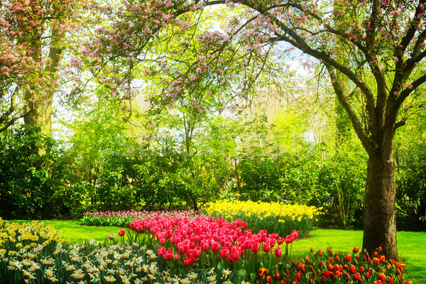 Primavera jardín árboles frescos flores Foto stock © neirfy