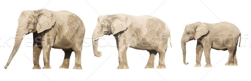 Family of elephants Stock photo © neirfy
