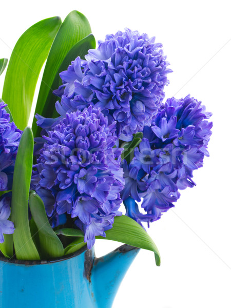 Blue  hyacinth  Stock photo © neirfy