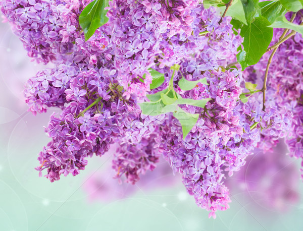 Bush of Lilac Stock photo © neirfy