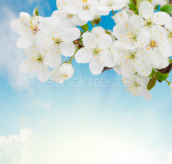 Pruim bloemen hemel zonnige blauwe hemel Stockfoto © neirfy