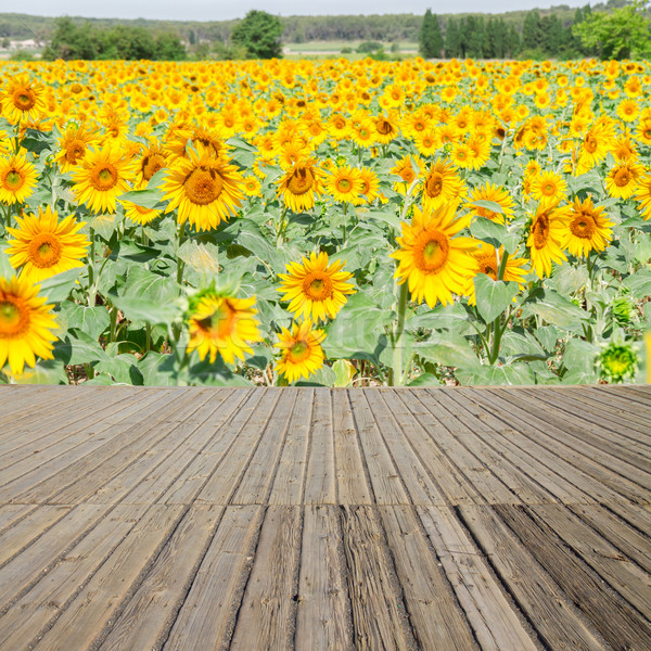 Sunflowers field and wooden planks Stock photo © neirfy
