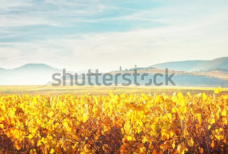 Wine route of Alsace Stock photo © neirfy
