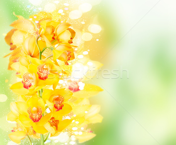 Stock photo: yellow orchid flowers