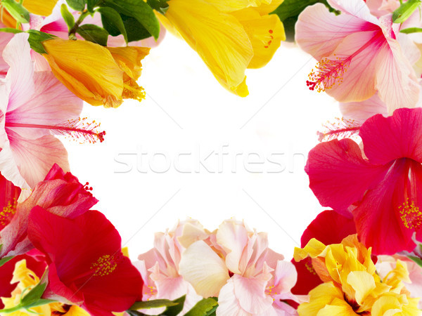 Portocaliu Hibiscus floare tropical flori Imagine de stoc © neirfy