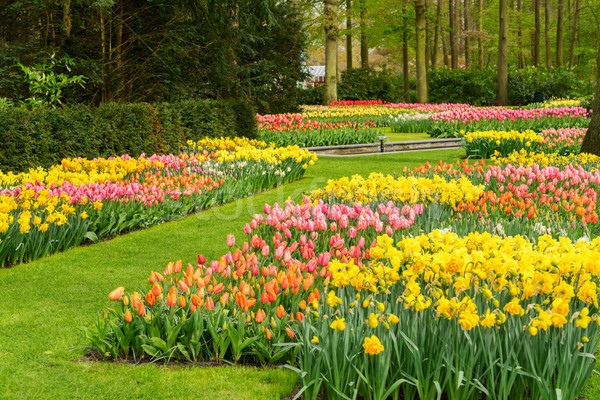 Stock photo: Tulips and bluebell flowerbed