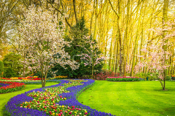 Foto d'archivio: Formale · primavera · giardino · colorato · fioritura · ciliegio