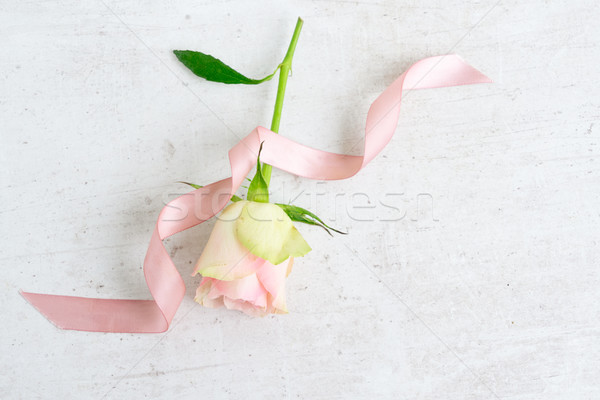 Stock fotó: Rózsaszín · rózsa · virágok · virág · rügy · rózsaszín · selyem