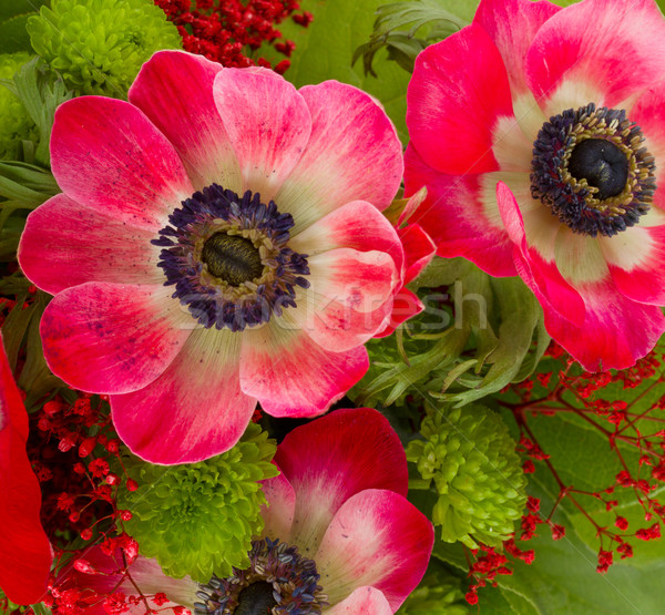  red  anemone flowers Stock photo © neirfy