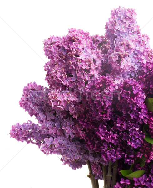 Lila flores púrpura aislado blanco Pascua Foto stock © neirfy