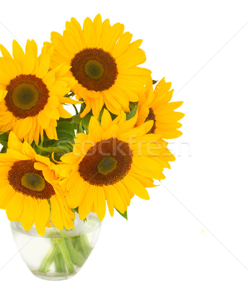 one bight sunflower Stock photo © neirfy
