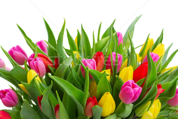 bouquet of  yellow, purple and red  tulips Stock photo © neirfy