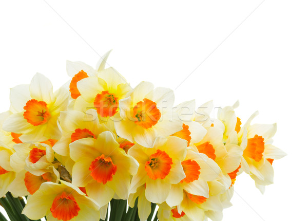 Narcissus in vase Stock photo © neirfy